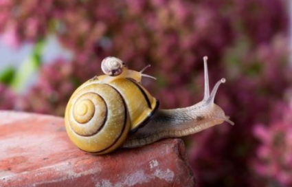 蜗牛代表着什么寓意 蜗牛虽小但寓意美好