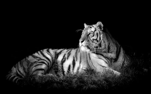 做梦梦到老虎是什么意思 梦到老虎有什么征兆